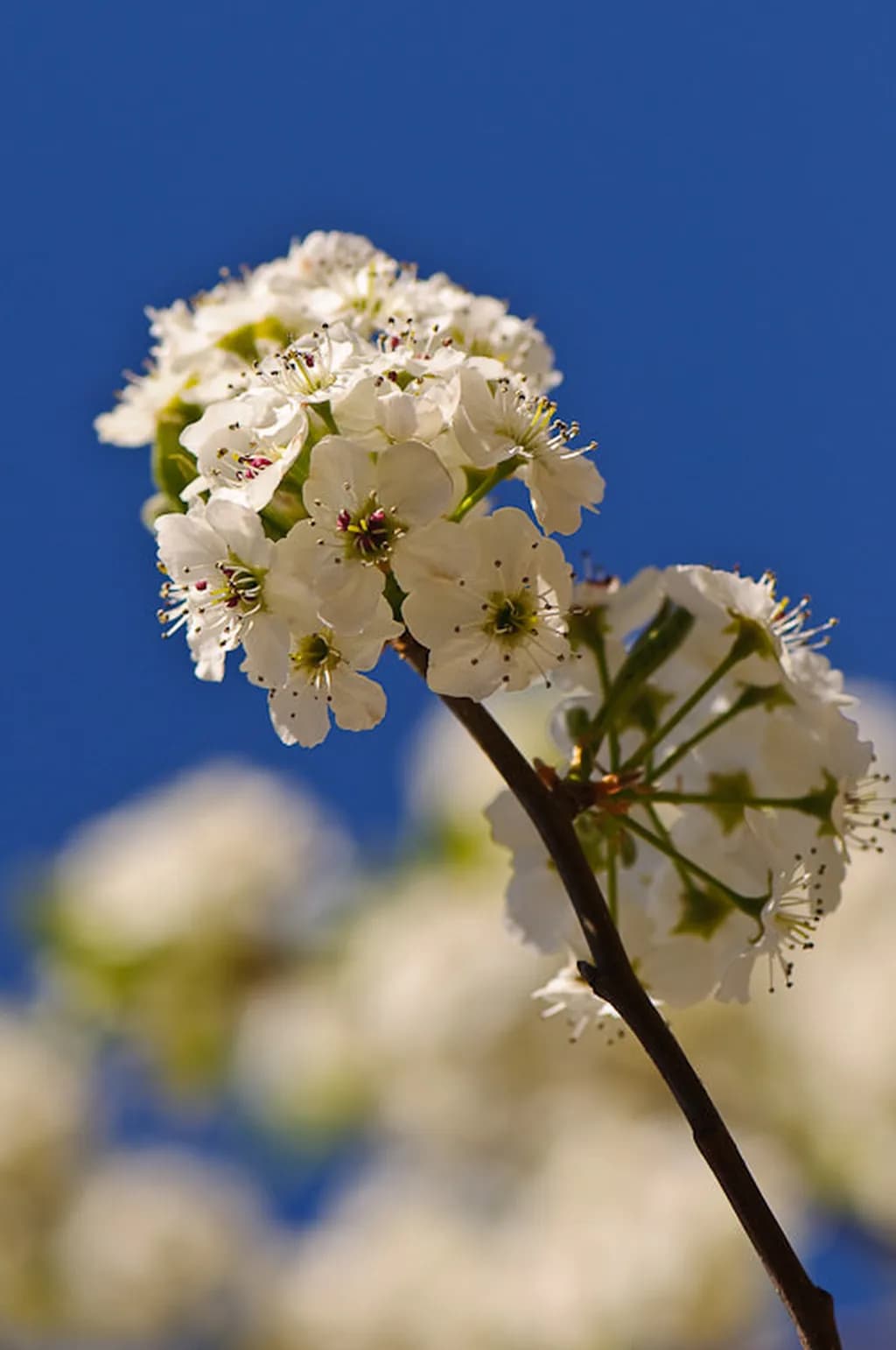 عکس 8. فاصله کانونی لنز 105 میلیمتر، دیافراگم f/2.8 Micro