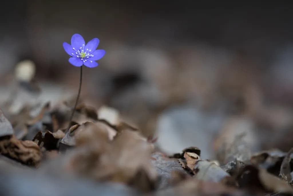 تصویر 6. این عکس عمق میدان بسیار کوچکی دارد، زیرا روزنه دیافراگم لنز زیاد باز شده است. با چنین شیوهای میتوان فقط بخش موردنظر عکس را در ناحیه وضوح جای داد تا بر آن تاکید شود.