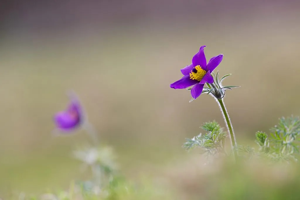 عکس 4. گل سمت راست واضح است و در مقایسه با گل پشتی در خارج از عمق میدان عکس، وزن بصری بیشتری دارد. (عکس از David Chapman، تارنمای natturelttl.com)