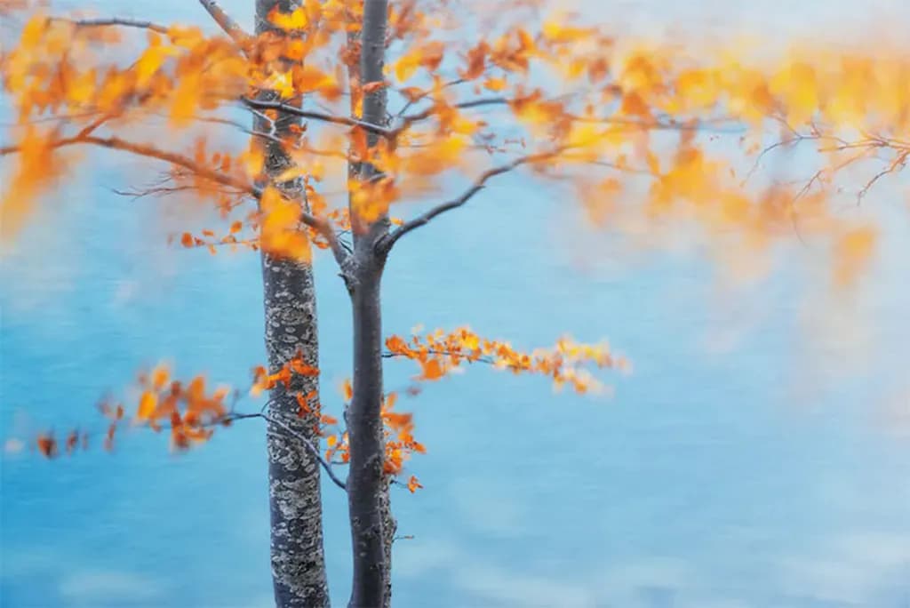 عکس 5. تعادل نامتقارن رنگی (عکاس: Leonardo Papèra)